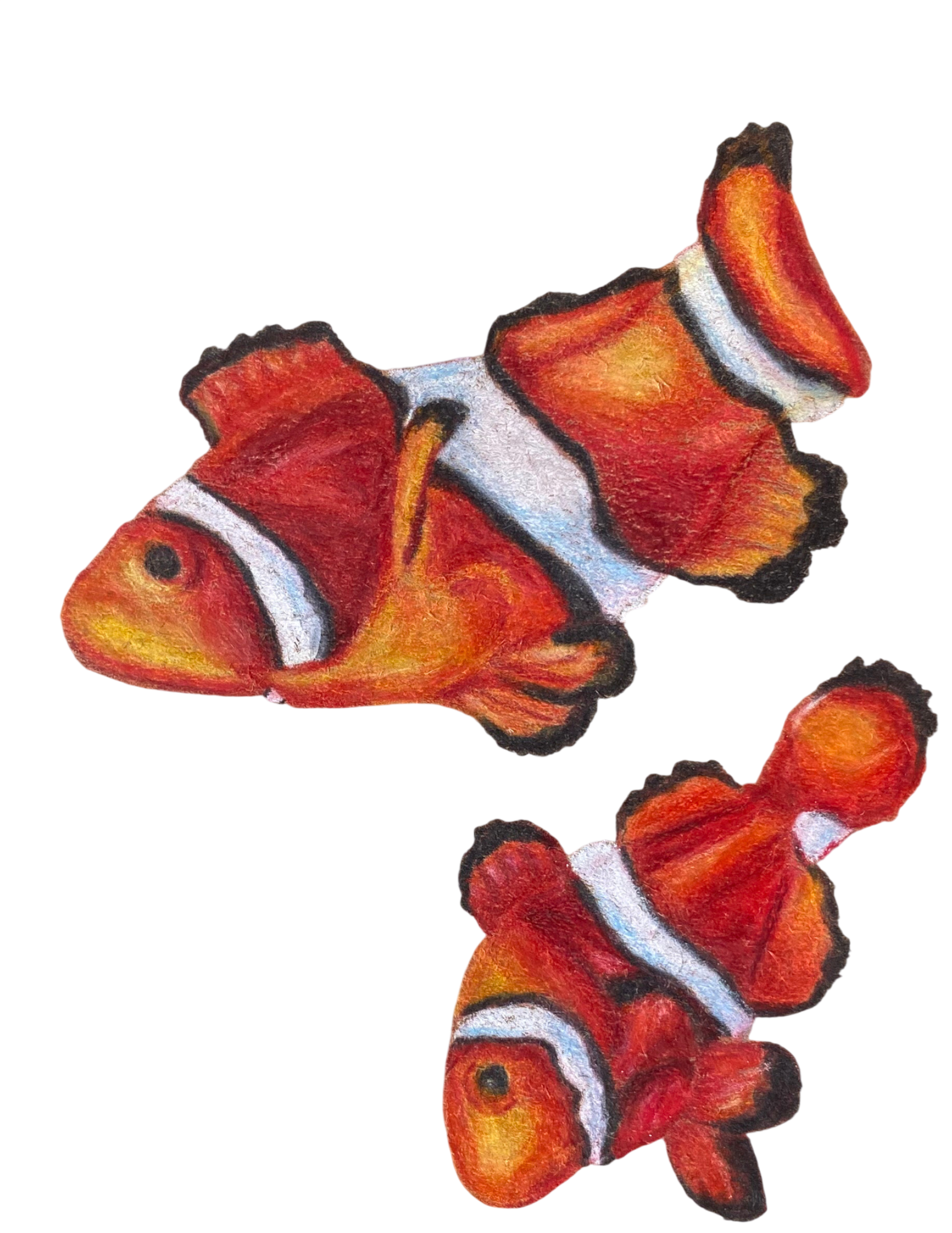 clownfish illustration